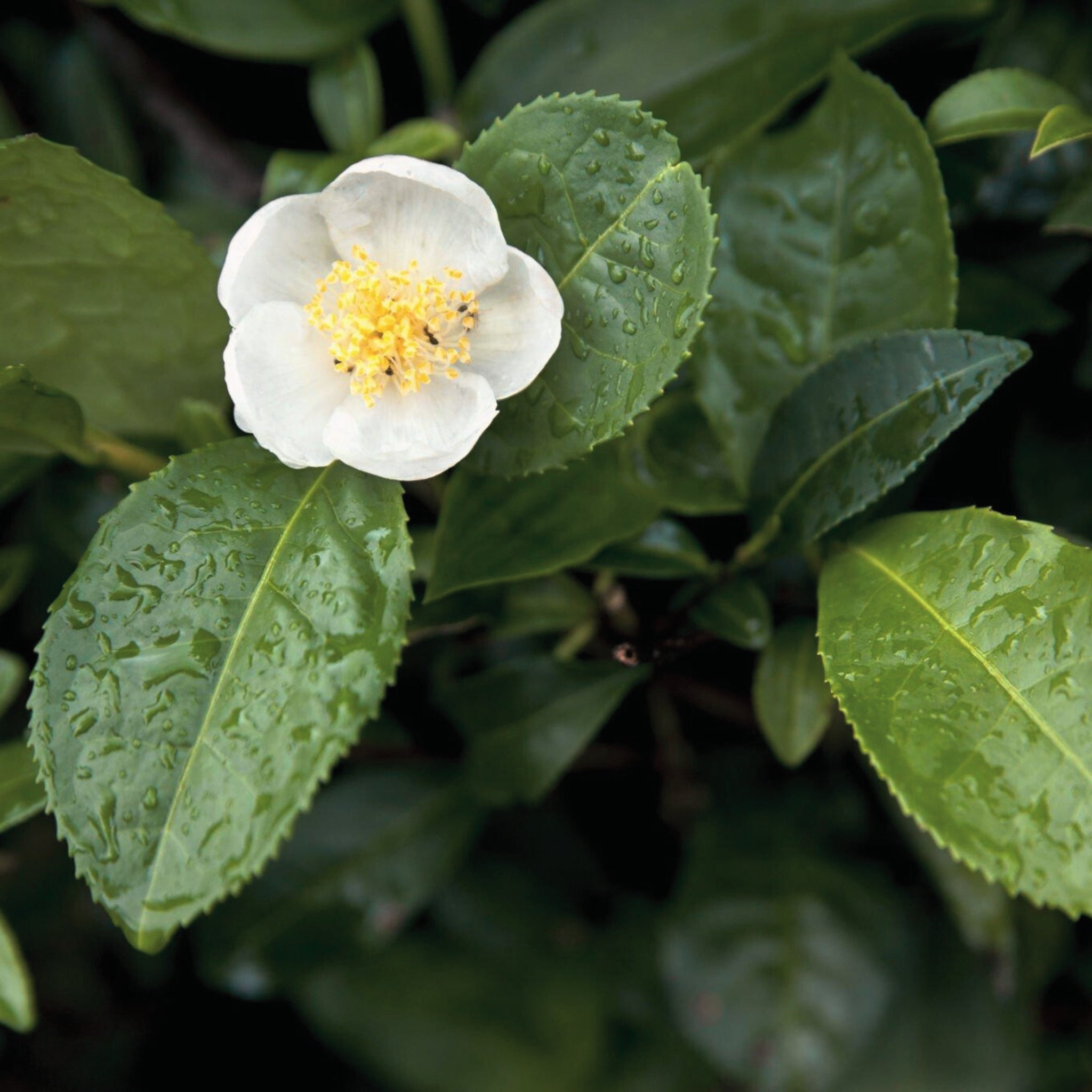 Camellia Sinensis Leaf, experience the antioxidant benefits of Camellia Sinensis Leaf Extract in our skincare products.
